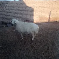 میش دورگ|حیوانات مزرعه|بردسیر, |دیوار