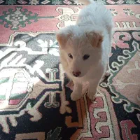 توله اشپیتز نر دو ماهه معاوضه با کفتر