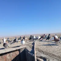 ۳۳ عدد پرشی|پرنده|عطاملک, |دیوار