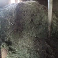 علوفه خرد شده وکاه