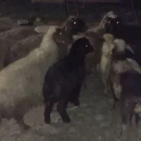 میش و بره درجه یک