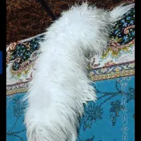 سگ واگذاری ق بو ل. میک نم