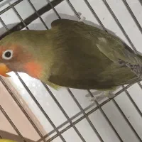 طوطی برزیلی|پرنده|دزفول, |دیوار