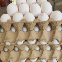 پخش عمده و خرده تخم‌مرغ تازه با ارسال