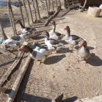 سلام ۷ غاز برای فروش دارم|حیوانات مزرعه|رامشیر, |دیوار