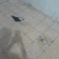 کفتر