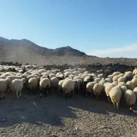 فروش بره داشتی و کشتی