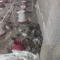 جوجه محلی ۱۸۰ عدد یکجا حراج|حیوانات مزرعه|بهبهان, |دیوار