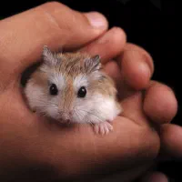 همستر مینیاتوری دستی