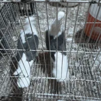 یک جفت دوکت سیاه پرشی مهرمهر
