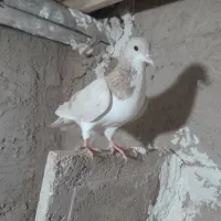 کبوتر|پرنده|میان جلگه, |دیوار