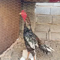 دو عد د خروس سرحال