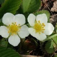 پرستاری دوقلو