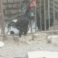 خروس چابهاری جوان مرغ گیر  اصل نصب دلر|پرنده|جیرفت, |دیوار