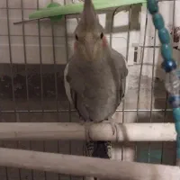 جوجه* عروس *هلندی* سینامون|پرنده|تهران, اتابک|دیوار