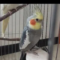 عروس هلندی نر