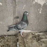 کبوتر پلاکی خون خالص
