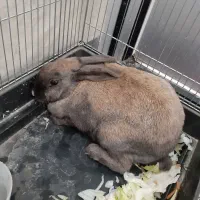 خرگوش معاوضه دارم|موش و خرگوش|همدان, |دیوار