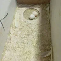 یک جفت عروس هلندی مولد باقفس و لانه