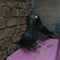 کبوتر چاپی و زاغ