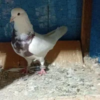 جفت طوقی با جوجه