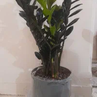 گل های آپارتمانی