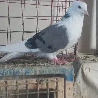 خریدار و فروش کاسبم