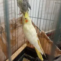 عروس هلندی|پرنده|زاغه, |دیوار