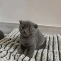 گربه‌‌ میکس