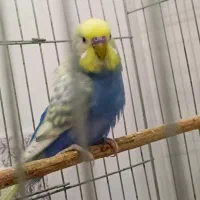 مرغ عشق رنگ خاص|پرنده|خرمشهر, |دیوار