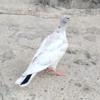 جوجه کوهی