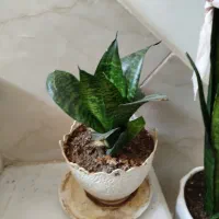 گل سانسوریا کوتاه|گل و گیاه طبیعی|سبزوار, امیریه|دیوار