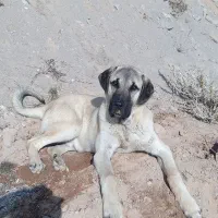 توله ۱۷ماهه پژدر|سگ|مراغه, |دیوار