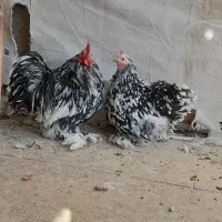 مرغ وخروس کوشین خوش رنگ