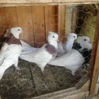 کبوتر کفتر پرند|پرنده|مبارکه, |دیوار