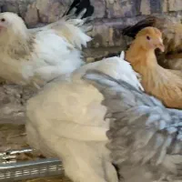 فروش جوجه ۶۰ روزه بوقلمون ۶گوشتی جوجه برهما اردک|حیوانات مزرعه|کرمان, |دیوار