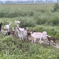 بز صلاله اهویی