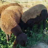 بره قوچی هترو قزل افشار|حیوانات مزرعه|مشهد, چهاربرج|دیوار