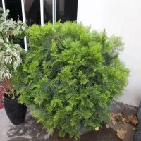 یاس هلندی، کاج ۷ ساله در گلدانهای سرامیک و شمعدانی|گل و گیاه طبیعی|لواسان, |دیوار