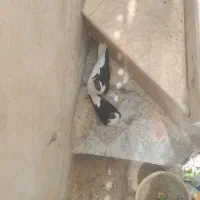 ۲ عدد کفتر یا کبوتر