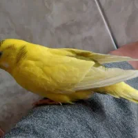 مرغ عشق معاوضه