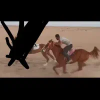 نریان سواری دار|اسب و تجهیزات اسبسواری|دیلم, |دیوار