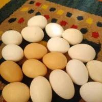 فروش تخم نطفه دار مرغ امروک یا پیلموت. گلین پنگونی