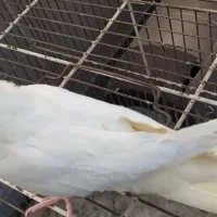 استهبان فروش جوجه عروس هلندی خانگی لوتینیو زعفرانی