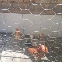 مرغ خروس محلی