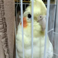 یک جفت عروس هلندی با تجهیزات کامل