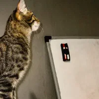 واگذاری گربه|گربه|کرمانشاه, |دیوار