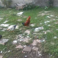 خروس محلی|حیوانات مزرعه|رشت, معلولین|دیوار