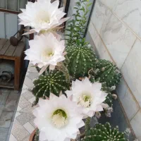 انواع گل های طبیعی