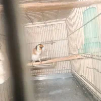 سهره نروماده